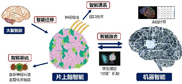 中国科学家脑机接口研究取得突破