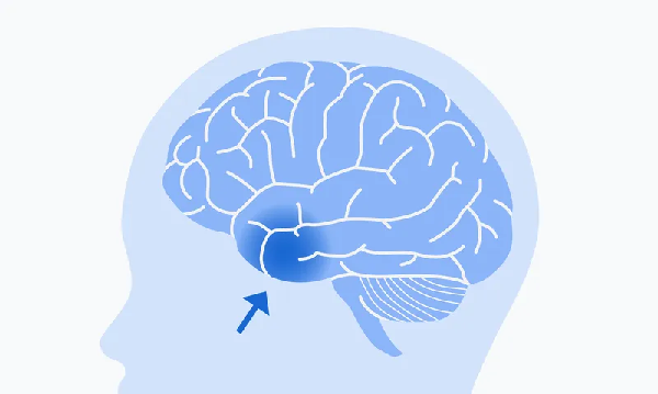 最真实详细的人脑3D地图来了！